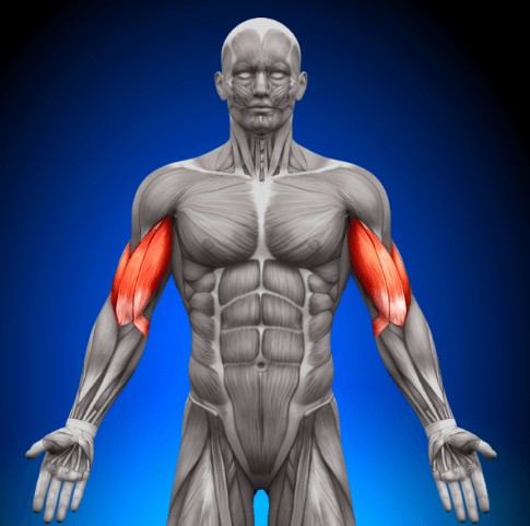 Arms