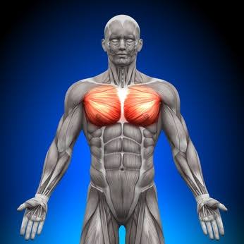 Chest