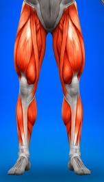 Legs